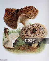 Attēlu rezultāti vaicājumam “Sarcodon imbricatum”