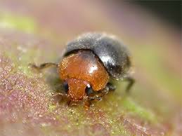 Image result for Cryptolaemus