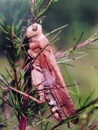 Attēlu rezultāti vaicājumam “Entomophaga grylli”