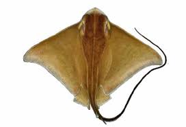 Image result for Rhinoptera brasiliensis