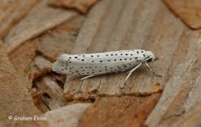 Attēlu rezultāti vaicājumam “Yponomeuta evonymella”
