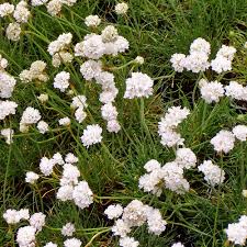 Image result for Grasnelke