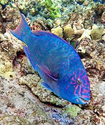 Image result for Calotomus carolinus