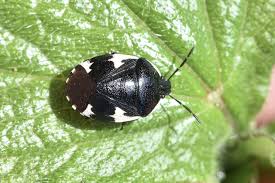 Attēlu rezultāti vaicājumam “Tritomegas bicolor imago”