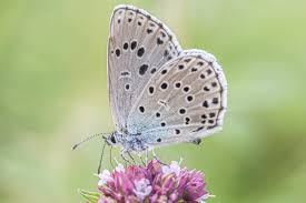 Attēlu rezultāti vaicājumam “Phengaris arion”