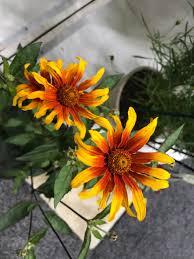 Image result for Heliopsis scabra