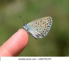 Attēlu rezultāti vaicājumam “Phengaris arion”