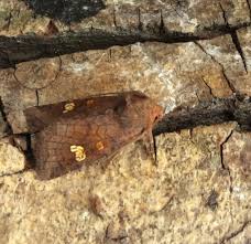 Attēlu rezultāti vaicājumam “Amphipoea”