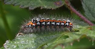 Attēlu rezultāti vaicājumam “Euproctis similis larva”