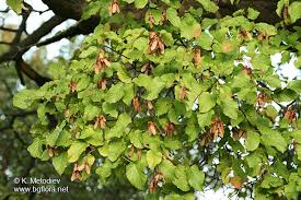 Attēlu rezultāti vaicājumam “Acer tataricum fruit”