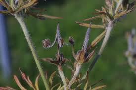 Attēlu rezultāti vaicājumam “Geranium dissectum fruit”