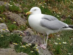 Attēlu rezultāti vaicājumam “Larus argentatus”