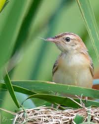 Image result for Cisticola juncidis