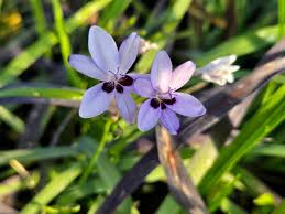 Attēlu rezultāti vaicājumam “Lophozia laxa”
