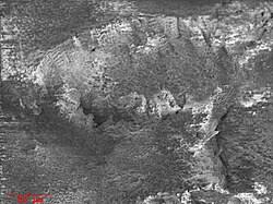 Attēlu rezultāti vaicājumam “Hildenbrandia rivularis”