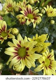 Image result for Chrysanthemum segetum
