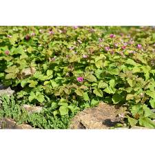 Attēlu rezultāti vaicājumam “Rubus arcticus flower”