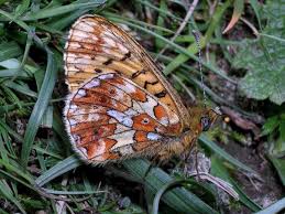 Attēlu rezultāti vaicājumam “Clossiana euphrosyne underside”