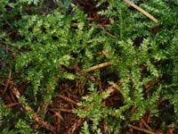 Attēlu rezultāti vaicājumam “Sciuro-hypnum curtum”