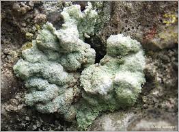 Attēlu rezultāti vaicājumam “Lepraria”