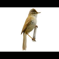 Image result for Acrocephalus agricola