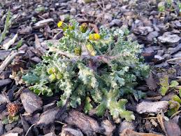 Attēlu rezultāti vaicājumam “Senecio vulgaris”