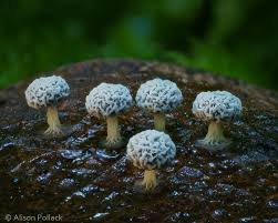 Attēlu rezultāti vaicājumam “Physarum pezizoideum macro”