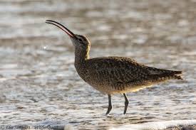 Image result for Numenius hudsonicus