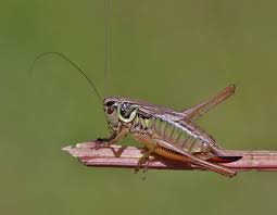 Attēlu rezultāti vaicājumam “Metrioptera roeselii”