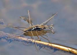 Attēlu rezultāti vaicājumam “Gerridae”