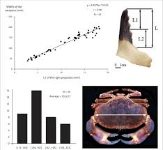 Image result for Cancer pagurus