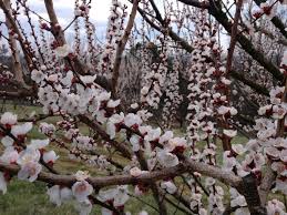 Attēlu rezultāti vaicājumam “Prunus armeniaca”