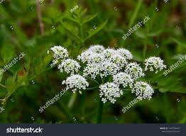 Attēlu rezultāti vaicājumam “Cicuta virosa leaf”