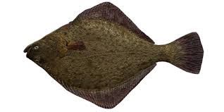 Image result for Paralichthys lethostigma