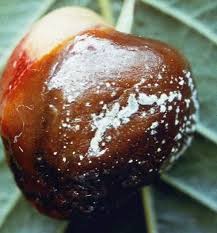 Attēlu rezultāti vaicājumam “Lophozia laxa”