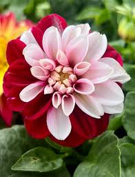 Image result for Dahlia x pinnata `Redskin`