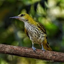 Attēlu rezultāti vaicājumam “Oriolus oriolus female”