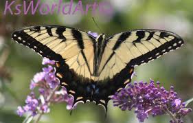 Attēlu rezultāti vaicājumam “Papilionidae”