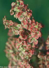 Attēlu rezultāti vaicājumam “Rumex thyrsiflorus”