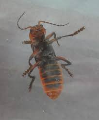 Attēlu rezultāti vaicājumam “Cantharis rustica imago”