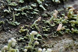 Attēlu rezultāti vaicājumam “Cladonia botrytes”