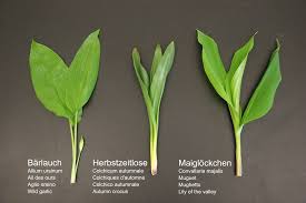 Image result for Bärlauch