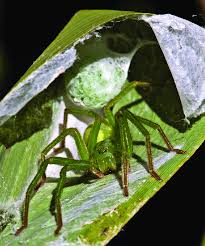 Attēlu rezultāti vaicājumam “Micrommata virescens”