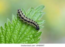 Attēlu rezultāti vaicājumam “Abraxas sylvata larva”