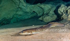 Image result for Anguilla rostrata