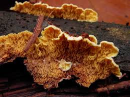 Attēlu rezultāti vaicājumam “Pseudomerulius aureus”