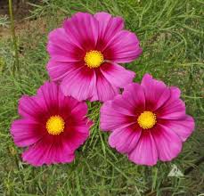 Image result for Cosmos bipinnatus