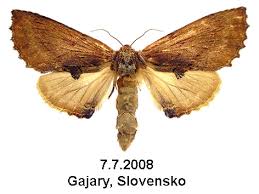 Attēlu rezultāti vaicājumam “Ptilodon capucina imago”