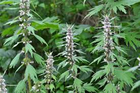 Attēlu rezultāti vaicājumam “Leonurus quinquelobatus flower”