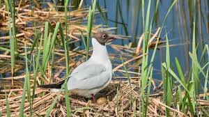 Attēlu rezultāti vaicājumam “Larus ridibundus eggs”